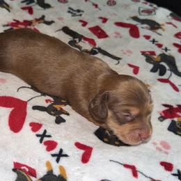 Boy 2 - Chocolate and cream male Dachshund puppy in Pierson, Florida from Paige’s Mini Dachshunds