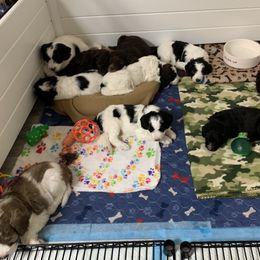 Goldendoodle Puppies from FamilyLoved Doodles