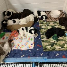 Goldendoodle Puppies from FamilyLoved Doodles