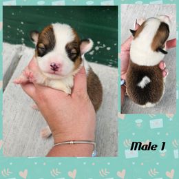 Male 1 - Sable male Pembroke Welsh Corgi puppy in Unicoi, Tennessee from Unaka Mountain Corgis