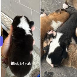 Black tri male - Black and tan male Pembroke Welsh Corgi puppy in Ocala, Florida from Rivermont Farm