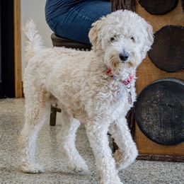 Layla - Goldendoodle