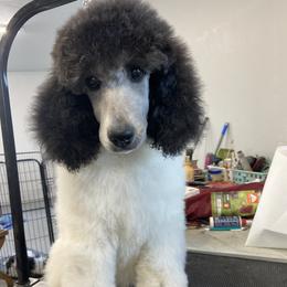 Poodle Puppies from High Mesa Standards