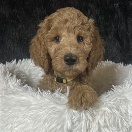 Boy 3 - Happy - Red  male Poodle puppy in Bowling Green, Kentucky from Ritzy Red Poodles