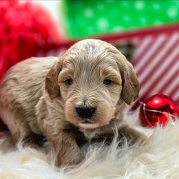 Thunder, Blue Collar - Apricot male Goldendoodle puppy in Eugene, Oregon from Oregon's Legendary Goldendoodles