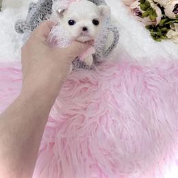 Maltese and Yorkshire Terrier Puppies from tatortot pup
