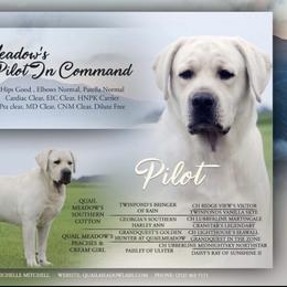 Pilot - Labrador Retriever
