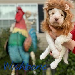 Wishbone - Parti male Goldendoodle puppy in Mocksville, North Carolina from Little Bear Doodles