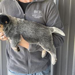 River - Female 1 - Blue female Australian Cattle Dog puppy in Jefferson, South Carolina from Blue Creek Farms
