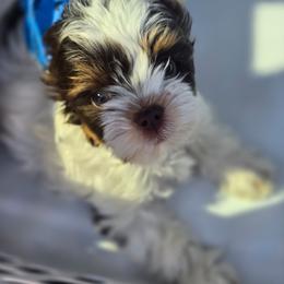 Aaron Samuels - Chocolate tan and white male Biewer Terrier puppy in El Paso, Texas from BabyCake Biewers
