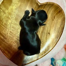 Girl 1 - Black female Shih Tzu puppy in Sherman, Texas from Shannon’s Sugar Sweet Shih Tzu’s