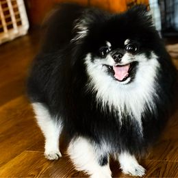 Mystic - Pomeranian