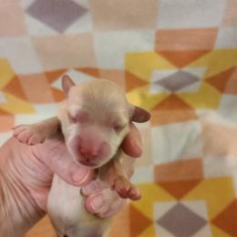Dolly Parton - Cream female Dachshund puppy in Waynesboro, Tennessee from Owl Hollow Farm Miniature Dachshunds