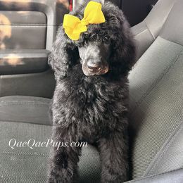 Poodle Puppies from QaeQae Pups