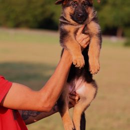 Girl 2 - German Shepherd puppy from Sam's Highest Quality Shepherds