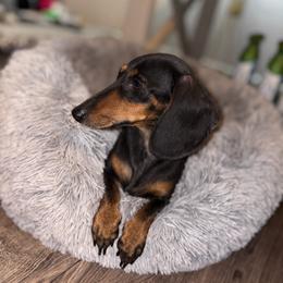 Leo - Dachshund