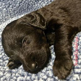 Goldendoodle and Poodle Puppies from SnickerDoodlePups