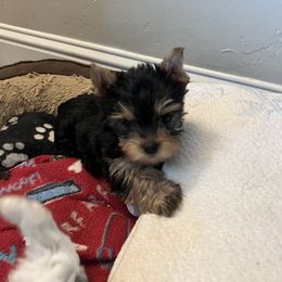 Yorkshire Terrier Puppies from Debbie’s Little Yorkies
