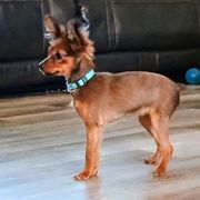 Akita, Russian Toy, and Whippet Puppies from Crossway Akitas, Whippets, & Russian Toys