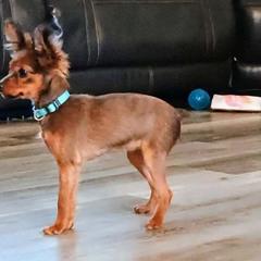 Akita, Russian Toy, and Whippet Puppies from Crossway Akitas, Whippets, & Russian Toys