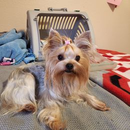Bit - Yorkshire Terrier