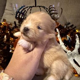 Sophie - Orange female Pomeranian puppy in Orange Grove, Texas from Davis Poms