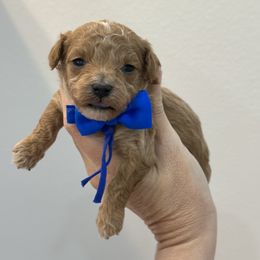 Blue - Red male Cavapoo puppy in Waskom, Texas from Pearls & Curls doodles & poodles
