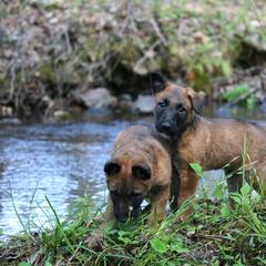Belgian Laekenois Puppies from Sweetwater Belgian Laekenois