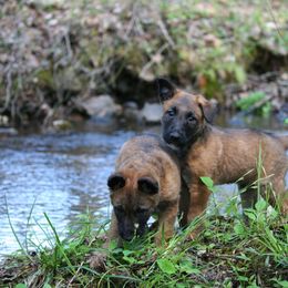 Belgian Laekenois Puppies from Sweetwater Belgian Laekenois