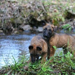 Belgian Laekenois Puppies from Sweetwater Belgian Laekenois