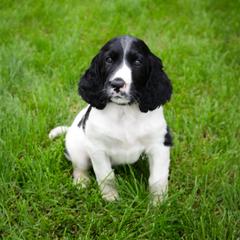 Large Münsterländer Puppies from EAGLES NEST KENNELS