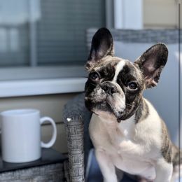 French Bulldog Puppies from Bleu Rock French Bulldogs