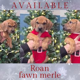 Roan - Merle male Great Dane puppy in Roseau, Minnesota from UNDAD'S KENNELS
