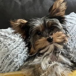 Girl 1 - Black and tan Yorkshire Terrier puppy in Cleveland, Ohio from My Exotic Yorkies LLC