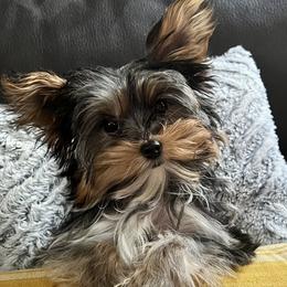 Girl 1 - Black and tan Yorkshire Terrier puppy in Cleveland, Ohio from My Exotic Yorkies LLC
