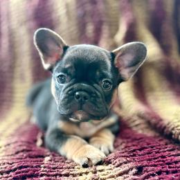 Buster - Black and tan male French Bulldog puppy in Greeley, Colorado from Mandy Moon French Bulldogs