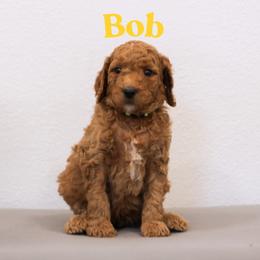 Bob - Red  male Goldendoodle puppy in College Station, Texas from Em & El Doodles