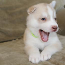 Siberian Husky Puppies from Tricia's Siberians