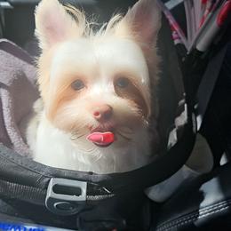 Mello - Yorkshire Terrier