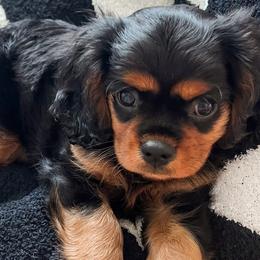 Cavalier King Charles Spaniels, Companion Crosses, and Miniature Australian Shepherds from The Darling Pup