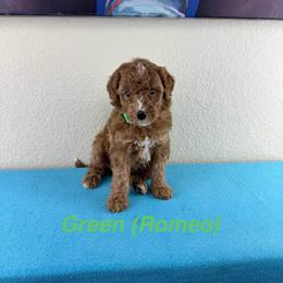 Romeo - Green Collar - Red male Double Doodle puppy in Rowlett, Texas from Parrish Precious Ones Texas