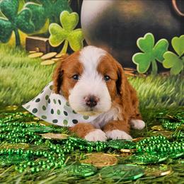 Nugget - Yellow and white male Bernedoodle puppy in Mckinney, Texas from M2 Bernedoodles