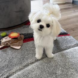 Maltese Puppies from Made to Love Maltese LLC