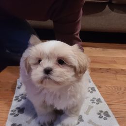 Shih Tzu Puppies from N.F.S.T Imperial ShihTzu Puppies.