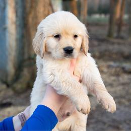 Lucky - Golden male Golden Retriever puppy in Paoli, Indiana from Rose n’ Thistle Farm
