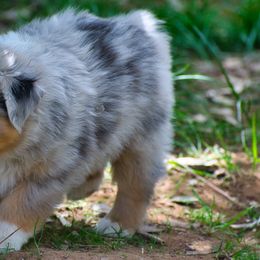 Australian Shepherd Puppies from Dream E River Ranch