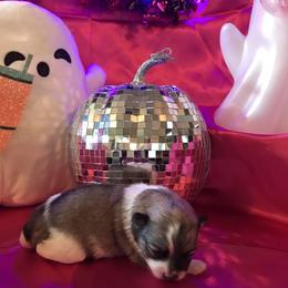Pomeranian puppies from Regal Poms
