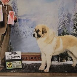 Seraphina - Pyrenean Mastiff