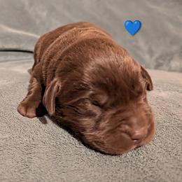 Male 1 - Chocolate male Labrador Retriever puppy in Yucca Valley, California from Beachn Ranch