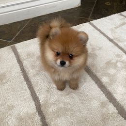 Louie - Orange male Pomeranian puppy in Citrus Heights, California from Yev and Marina's Pomeranians (AKC)